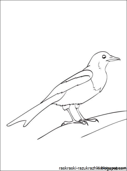 Сорока рисунок для детей карандашом
