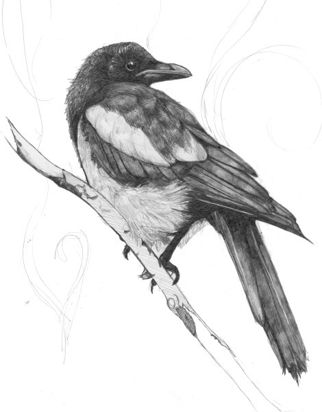 Сорока рисунок для детей
