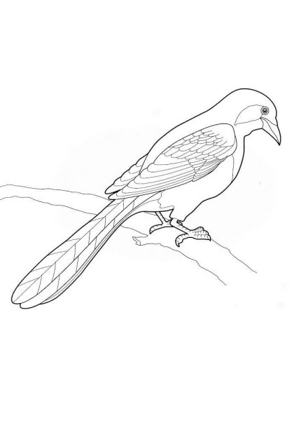 Детский рисунок птицы карандашом