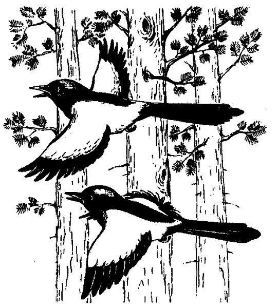 Сорока раскраска