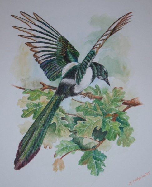 Рисунок вороны карандашом