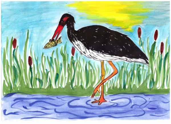 Черный Аист рисунок
