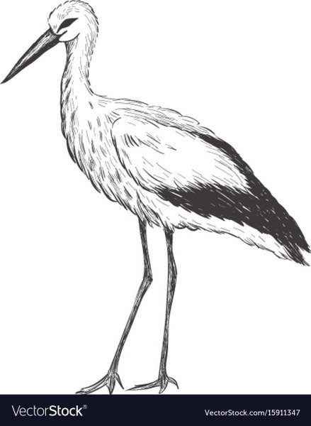 Аист раскраска для детей