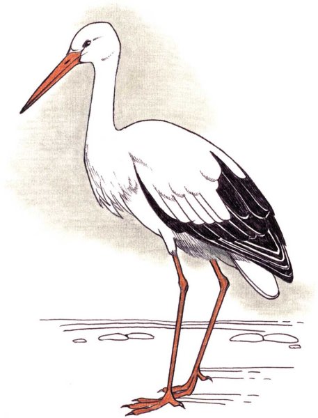 Аист рисунок