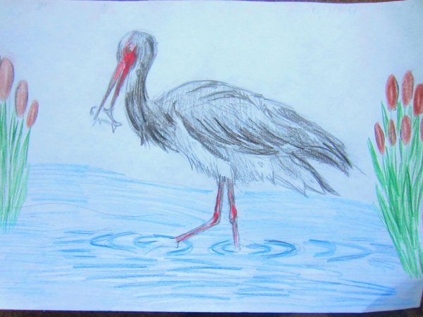 Переоетные птицы Башкортостан