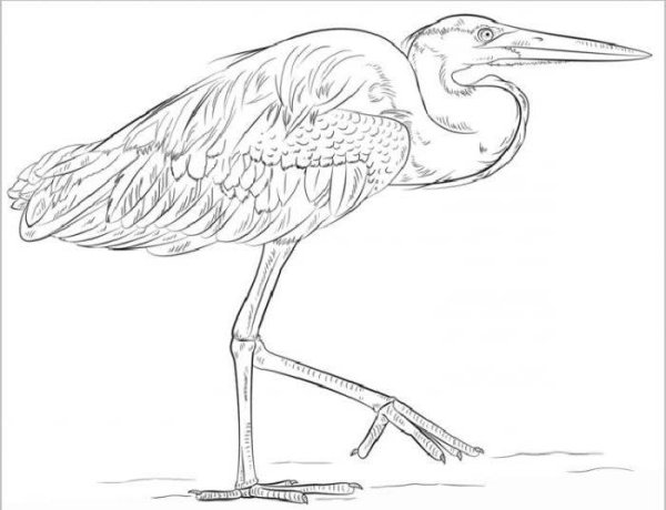 Цапля раскраска