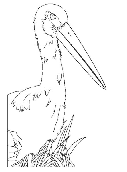 Аист раскраска для детей