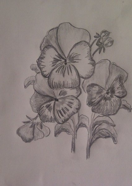 Анютины глазки рисунок для детей