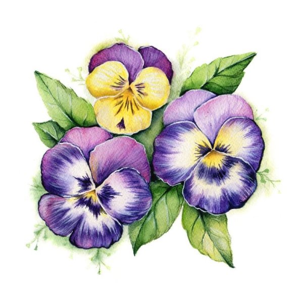 Анютины глазки цветными карандашами