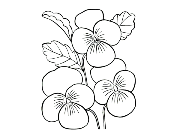 Анютины глазки цветы карандаш