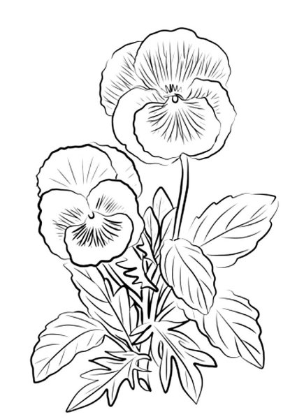 Анютины глазки рисунок для вышивки гладью