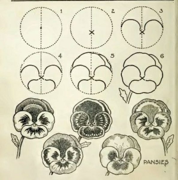 Рисование анютиных глазок