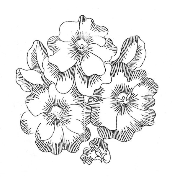 Раскраска корзина с цветами