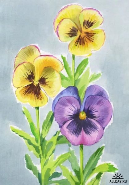 Сенполия фиалка раскраска