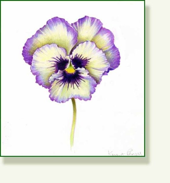 Анютины глазки чб рисунок