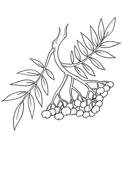 Рябина рисунок карандашом