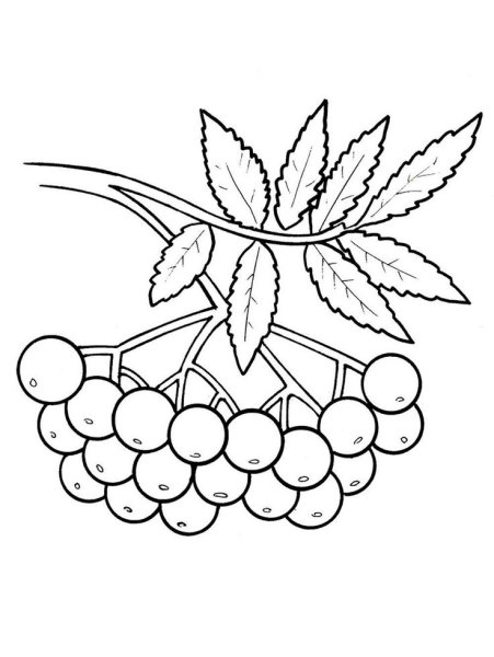 Рябина рисунок карандашом