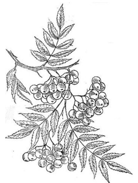 Рябина рисунок карандашом