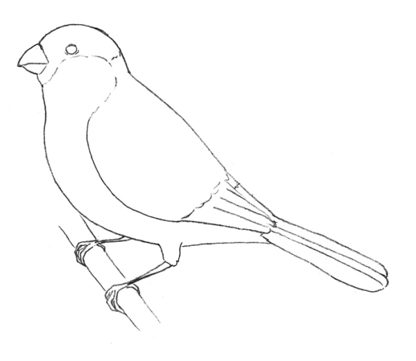 Снегирь на ветке раскраска