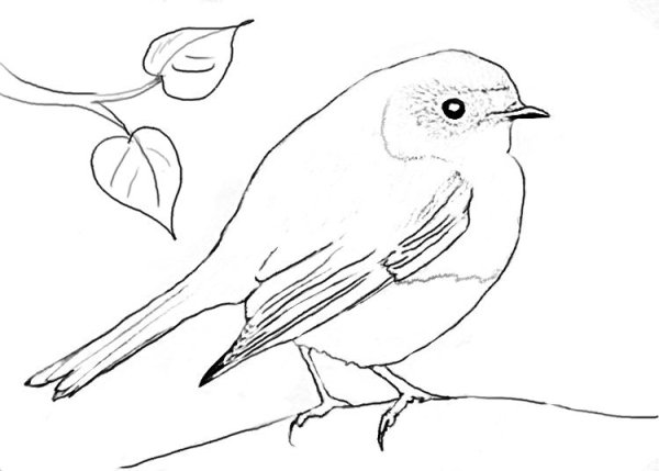 Малиновка птица раскраска