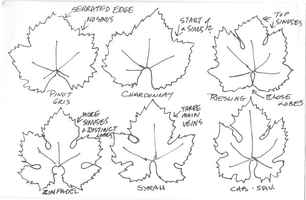 Виноградный лист трафарет