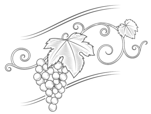 Листья винограда карандашом