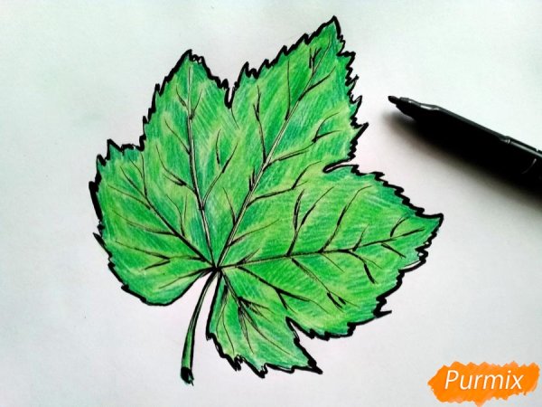 Виноград набросок