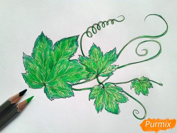 Смородина раскраска для детей