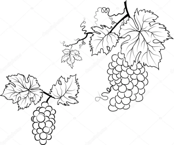 Виноградная лоза контур