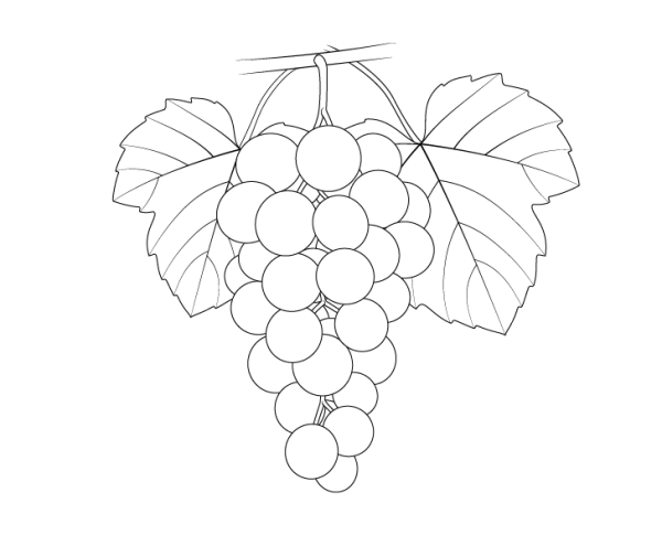 Виноград контур