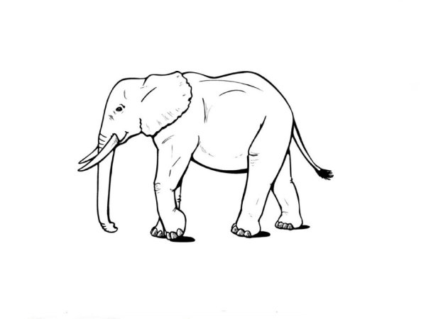 Рисунок слона для срисовки