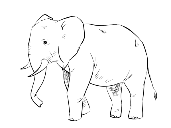 Нарисовать слона карандашом