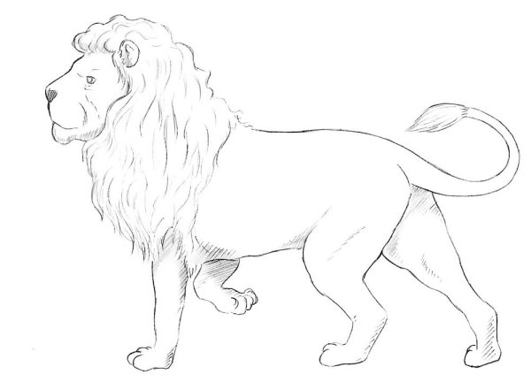 Лев рисунок карандашом для детей