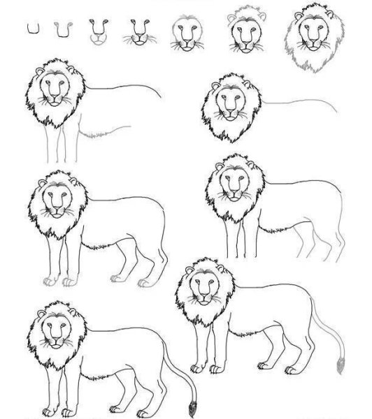 Пошаговое рисование Льва