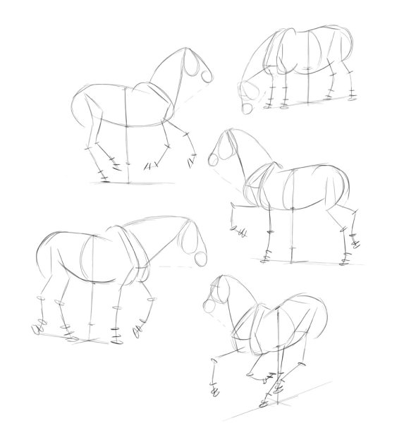 Анатомия лошади для рисования для начинающих