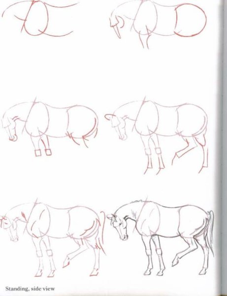 Рисунки карандашом для начинающих поэтапно животные