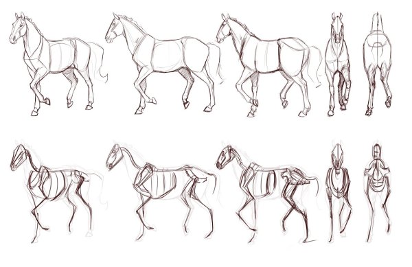 Лошадь сбоку референс
