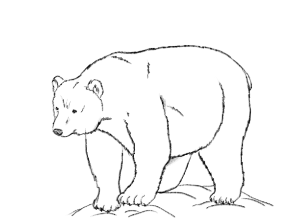 Рисование белого медведя