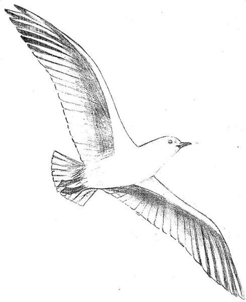 Рисунок Чайки карандашом