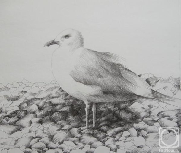 Чайки карандашом