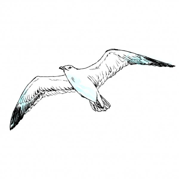 Рисунок Чайки карандашом