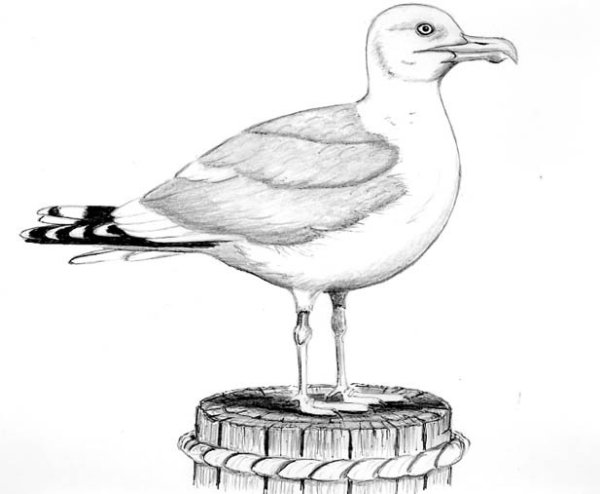 Контур Чайки