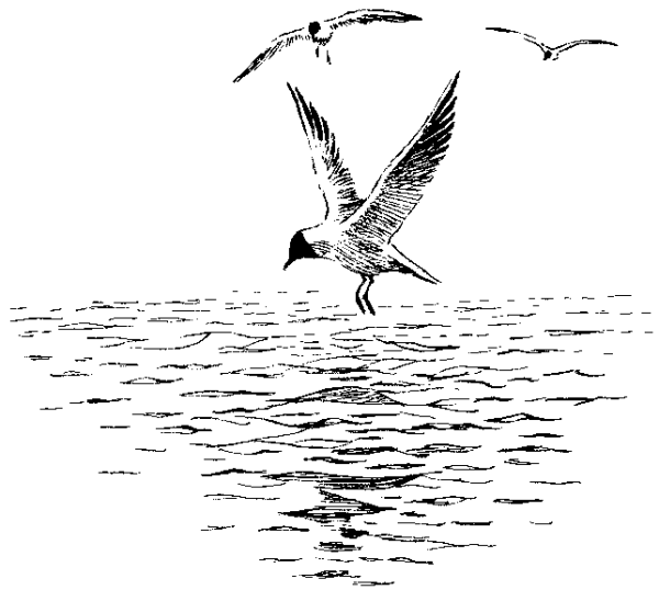 Рисунок Чайки карандашом