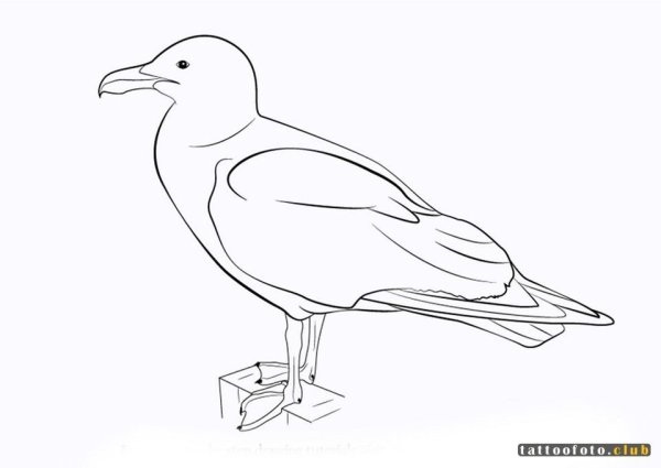 Чайки раскраска для детей