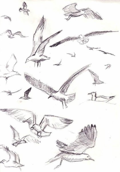 Чайка картинка для детей