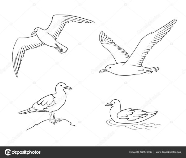 Птицы Арктики