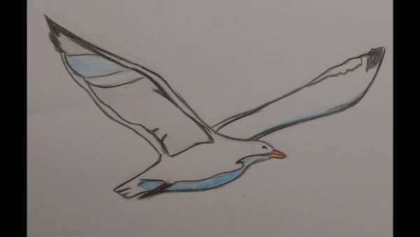 Графический рисунок Чайки