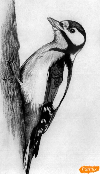 Дятел карандашом