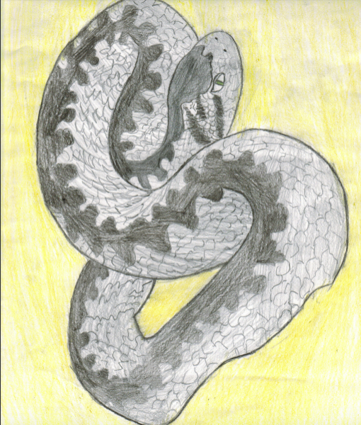 Степная гадюка карандашом