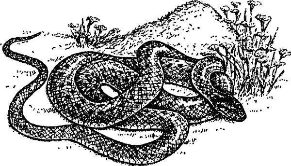 Медянка змея